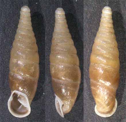 Cochlodina comensis lucensis